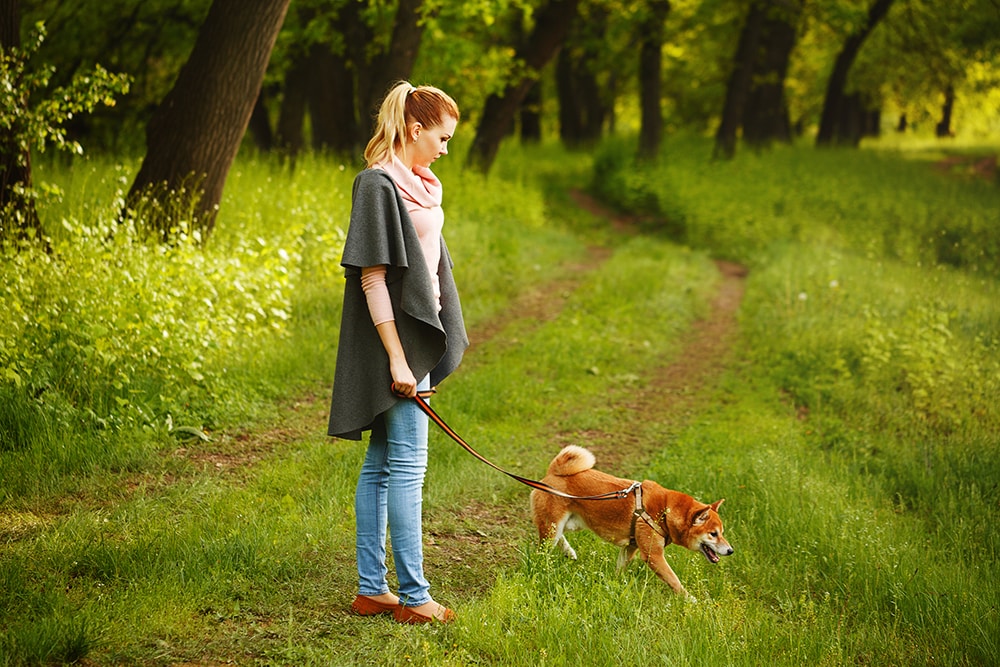 How to Teach a Dog to Walk