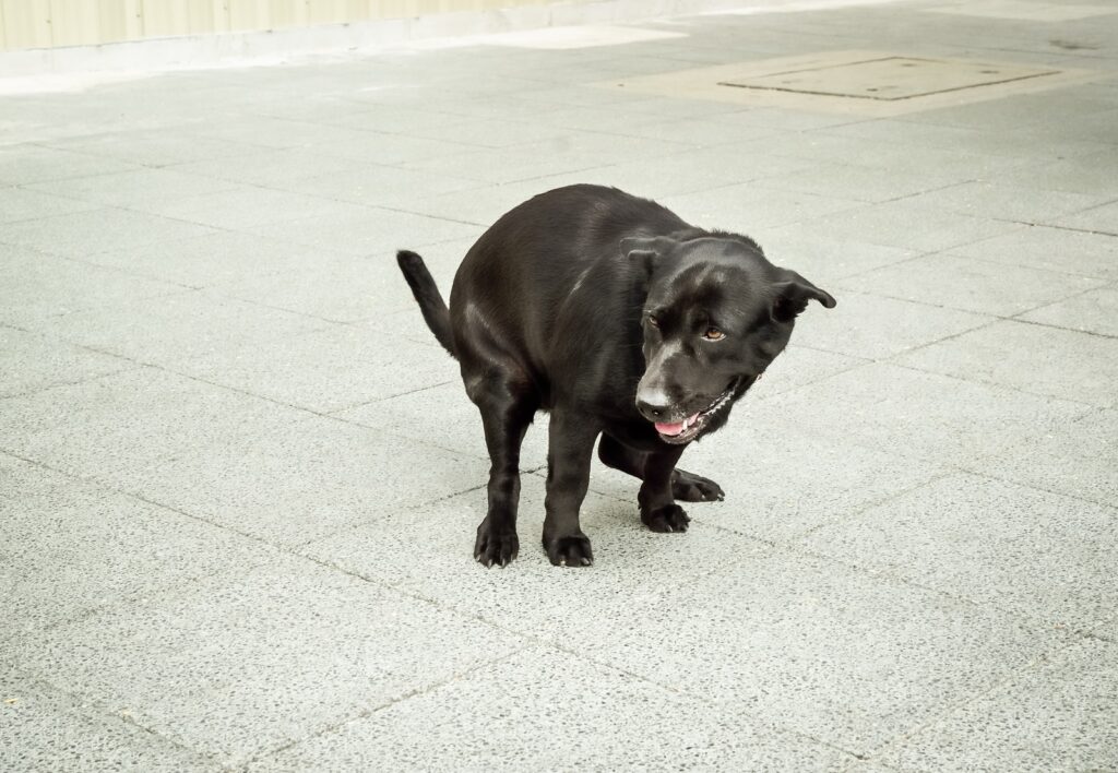 How to Teach a Dog to Potty Outside