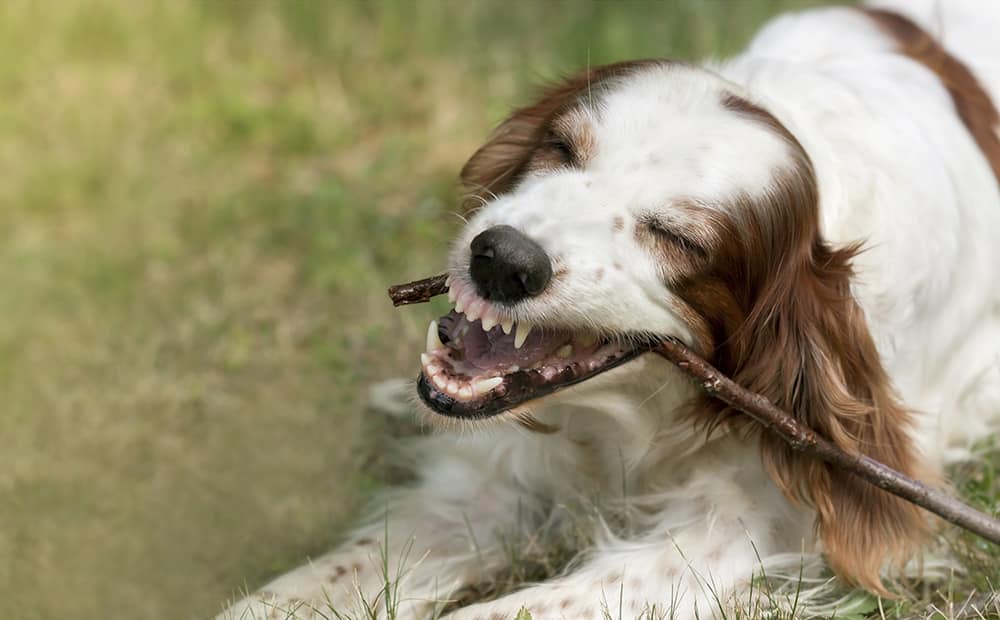 How to stop a dog from chewing everything