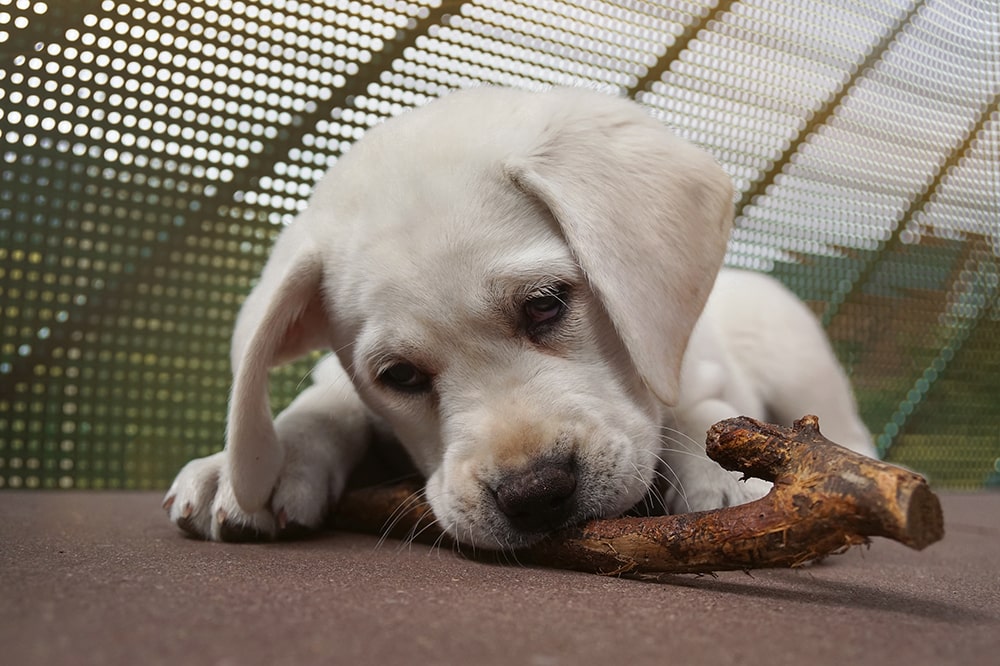 How to stop a puppy from chewing on things all the time