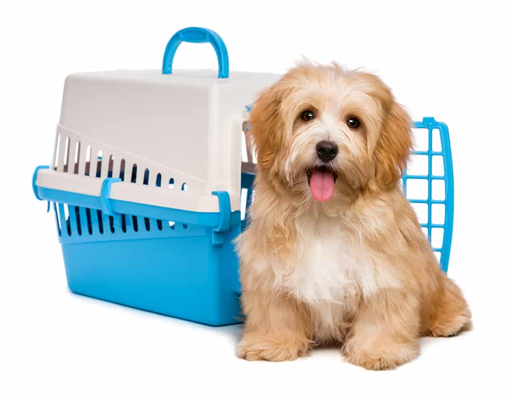How to crate train your puppy