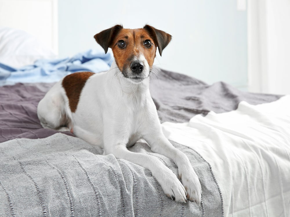 How to stop a dog from jumping on the bed