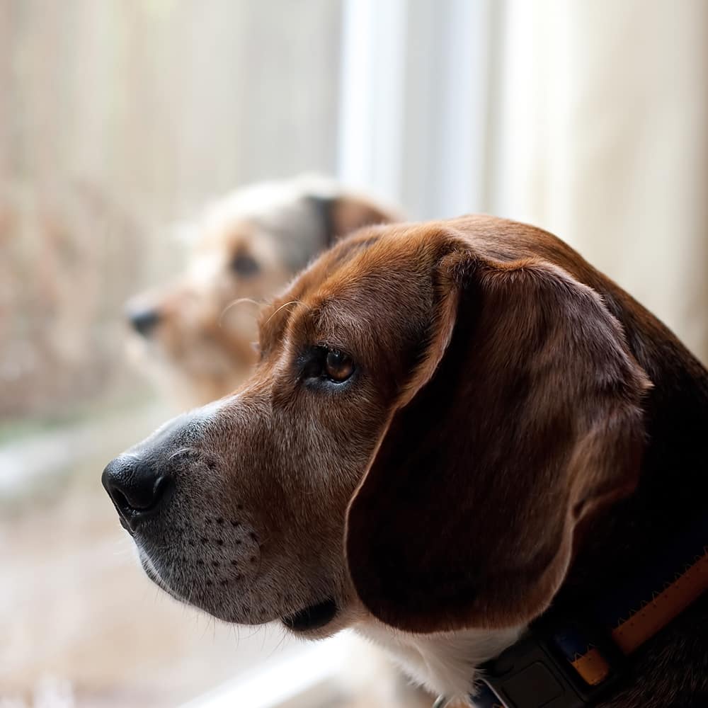 How to help a dog with separation anxiety