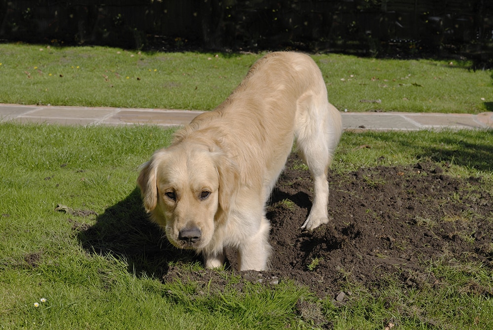 How to stop my dog from digging