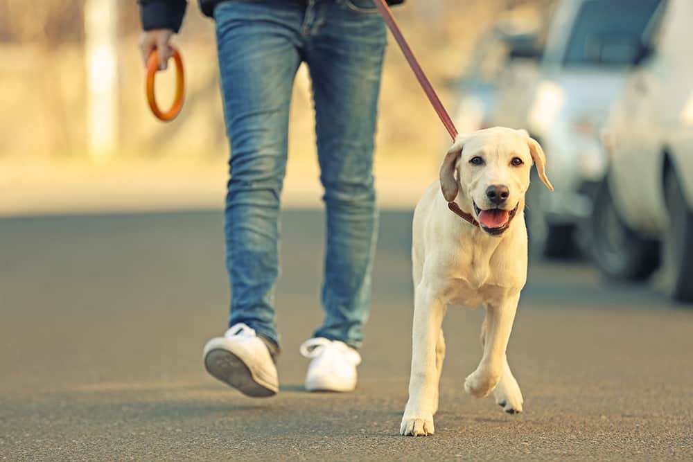 How to train a dog to walk on a leash