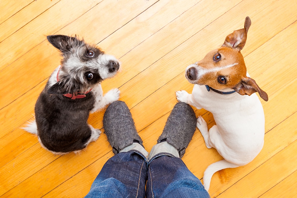 Dog Training Tips