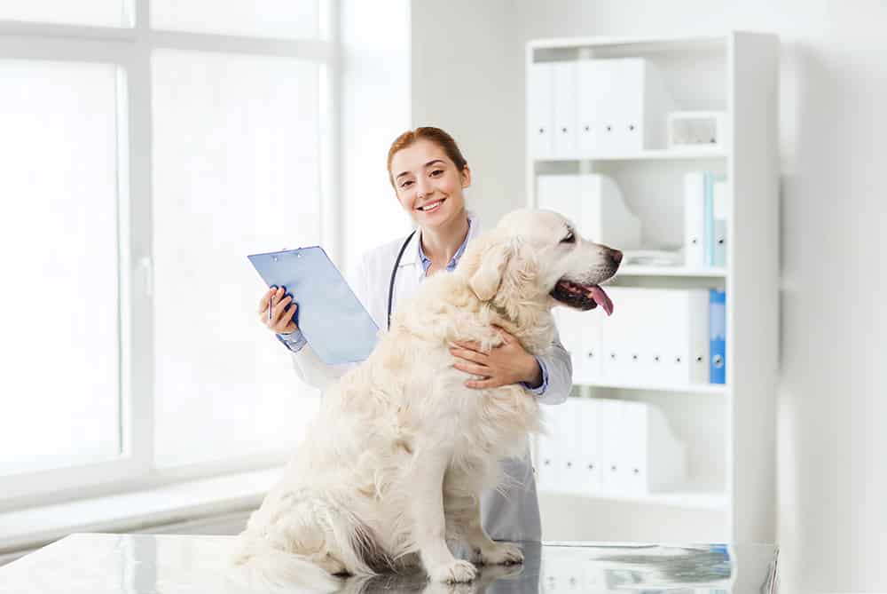 How to keep your dog healthy