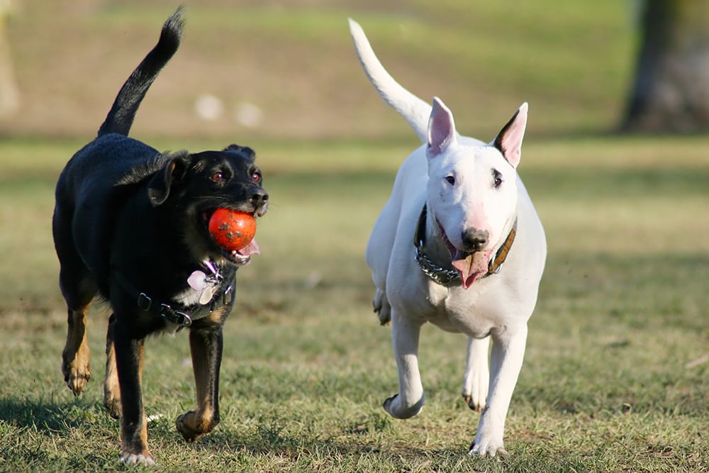 How to Teach a Dog to Fetch a Ball