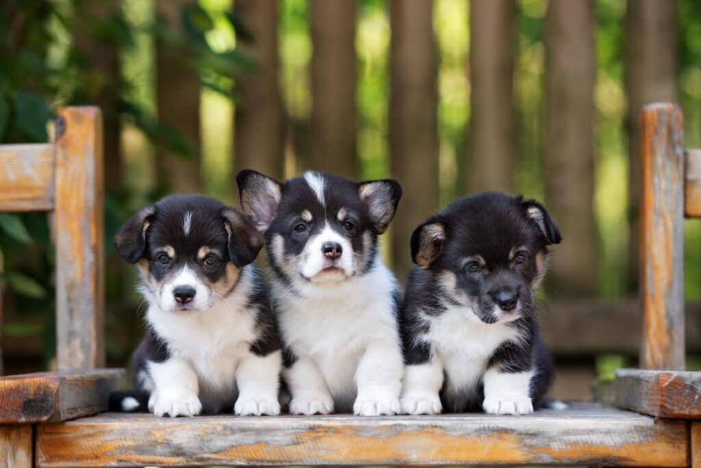 Puppy Training Classes