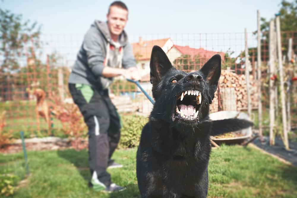 How to handle aggressive dogs