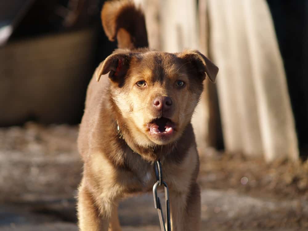 How to train a puppy not to bark at strangers
