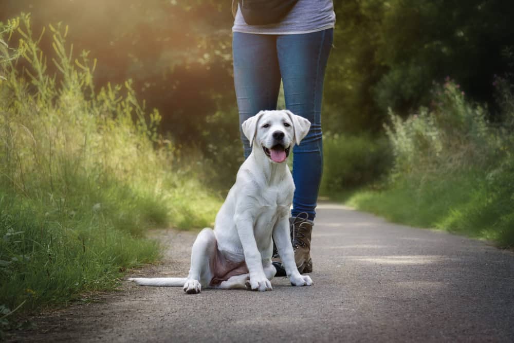 How to Train My Dog to Sit