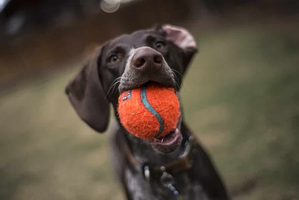 Training a Puppy to Fetch