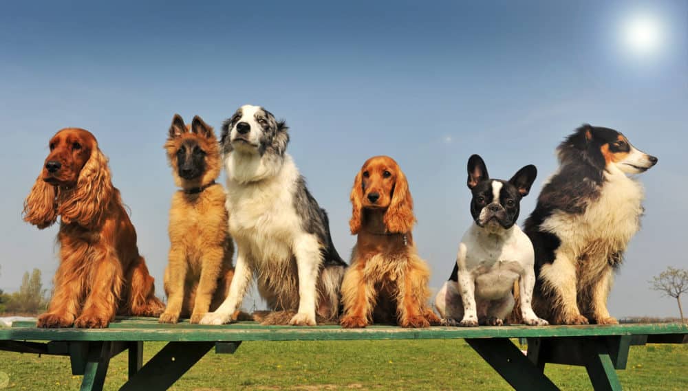 Dog Training Classes