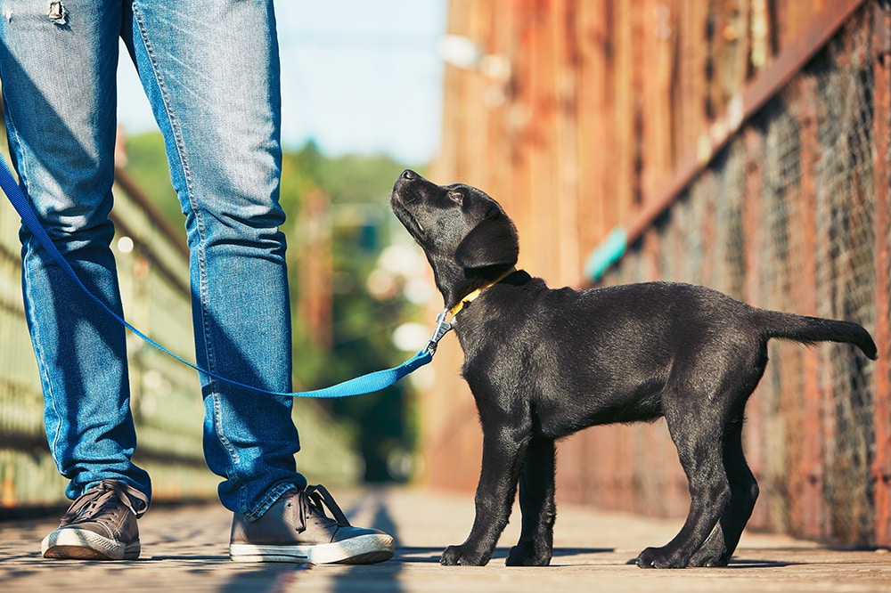 How to Train my Puppy to Walk on a Leash