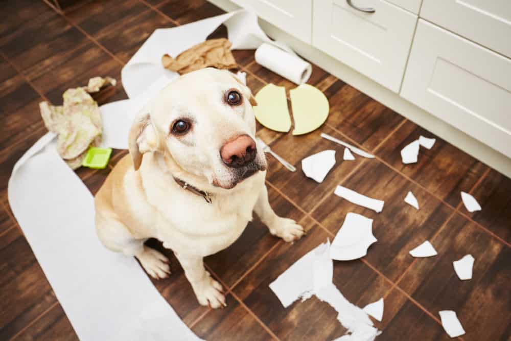 dog behavior problems