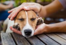 How to Train My Dog to Pray How to Train My Dog to Pray