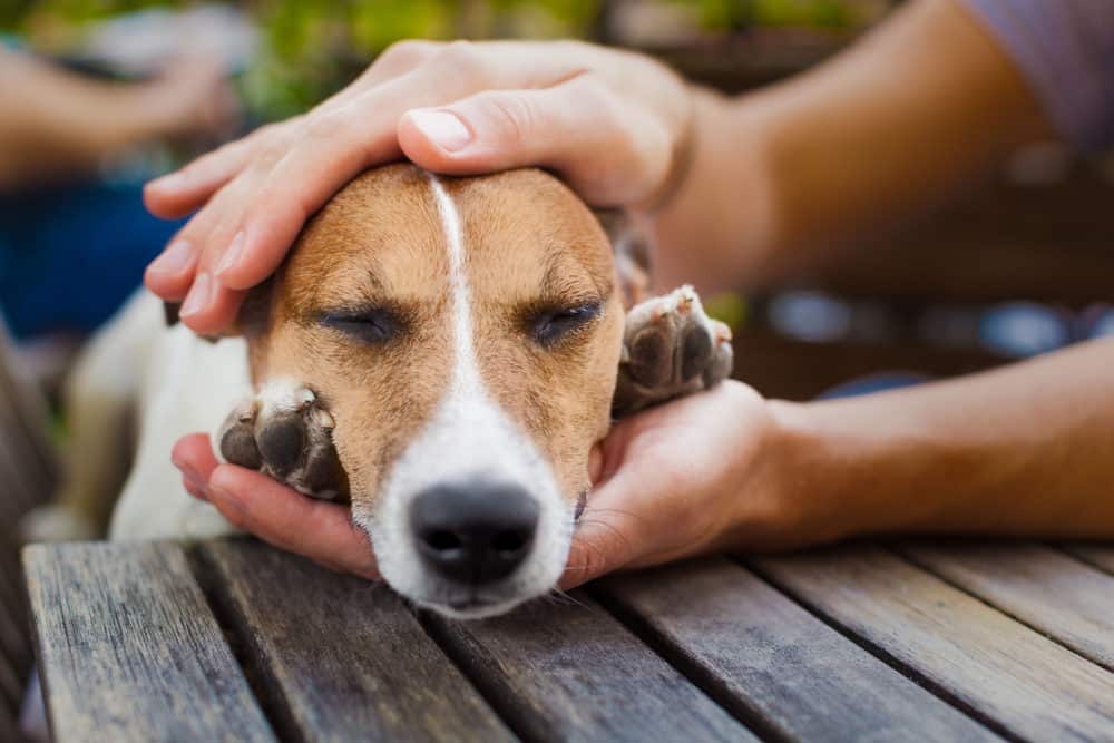 How to Train My Dog to Pray