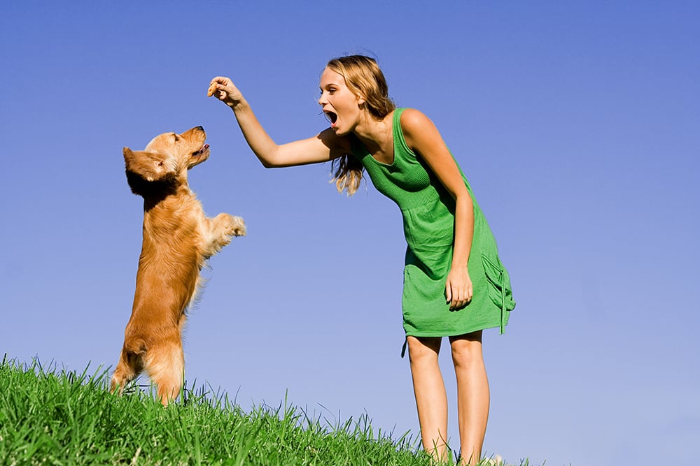 Dog Training