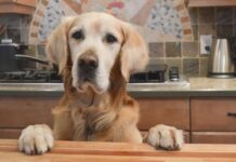 How to stop a dog from jumping on the counter How to stop a dog from jumping on the counter