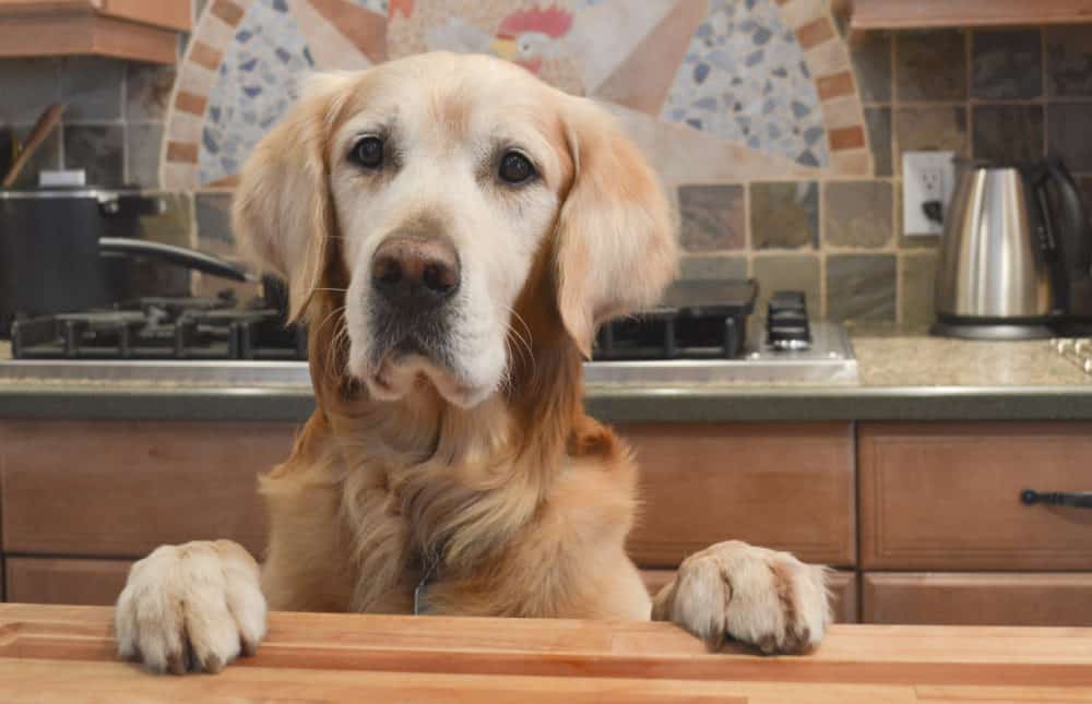How to stop a dog from jumping on the counter
