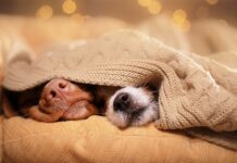 How tо Get Your Dog tо Sleep thrоugh thе Night