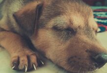 Snoring Cures fоr Dogs