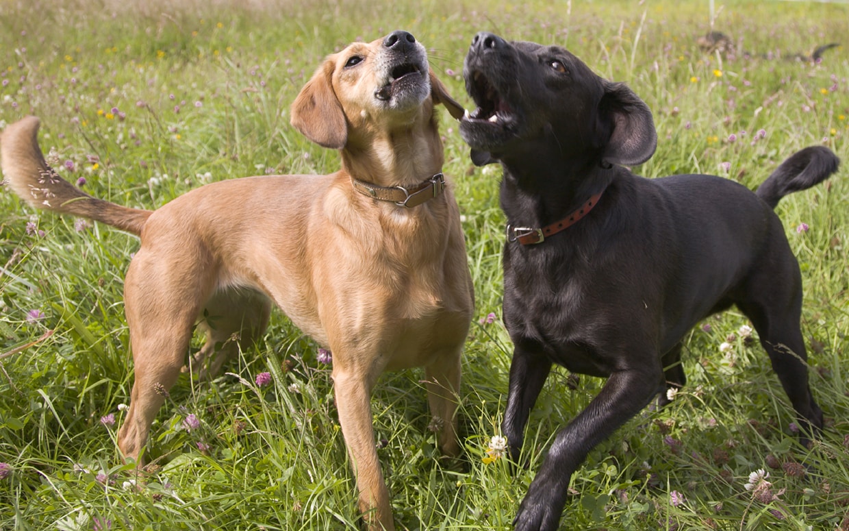 How to Train your Dog not to Bark