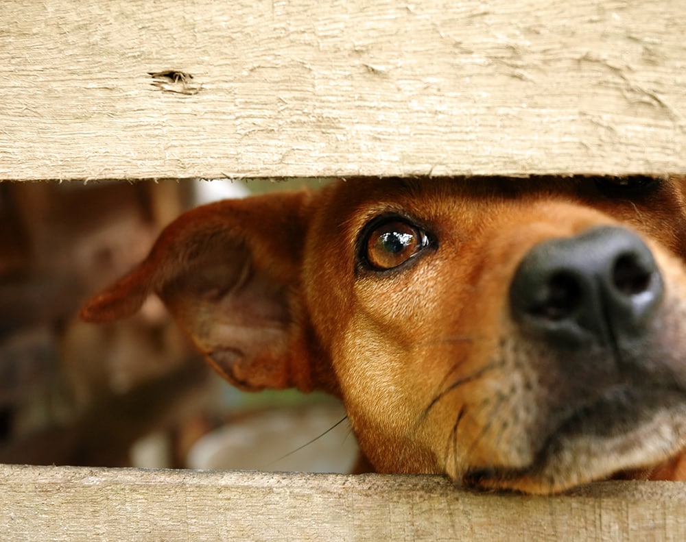 How to help a dog with separation anxiety